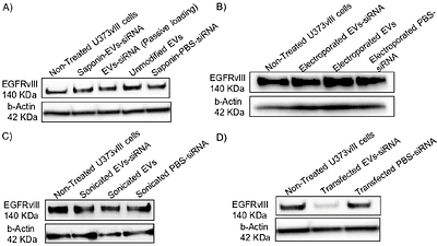 Cancer-derived Extracellular Vesicles for Targeted Delivery of EGFRvIII siRNA to Glioblastoma, Comparison of siRNA Loading Methods and Efficiency