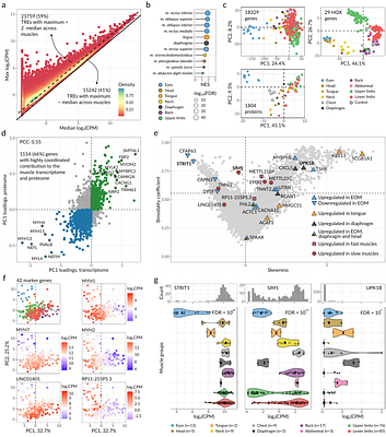 A Joint Promoterome-Proteome Atlas Highlights the Molecular Diversity of Human Skeletal Muscles