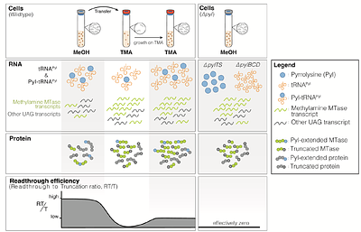 The Ambiguous Genetic Code of Methanogenic Archaea that Grow on Methylamines