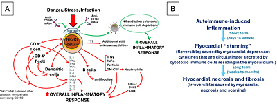 Treatment of murine autoimmune myocarditis with a novel monoclonal antibody that targets multiple inflammatory pathways