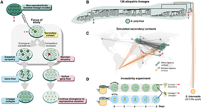 Niche differentiation confers coexistence prior to the species boundary in an aquatic plant