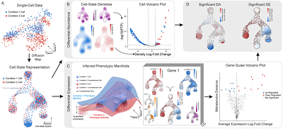Comparing phenotypic manifolds with Kompot: Detecting differential abundance and gene expression at single-cell resolution