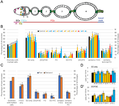 Regulation of somatic stem cell and niche precursor fates and proliferation of by Wnt, JAK-STAT, Hedgehog and Hippo/Yorkie pathways during Drosophila pupal ovary development resembles the signaling framework organizing adult stem cell behavior.