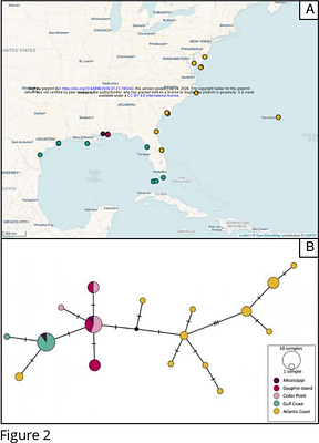 Whole mitochondrial genome sequencing identifies unique haplotype diversity and a lack of fine-scale genetic structure: a case study in the vulnerable estuarine turtle Malaclemys terrapin
