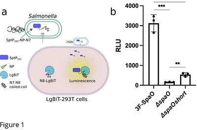 Interplay between SpaO variants shapes the architecture of the Salmonella type III secretion sorting platform