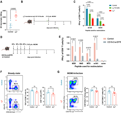 B cells maintain the homeostasis of splenic marginal zone antigen-presenting cells to promote the anti-viral CD8+ T cell response
