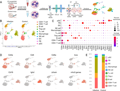 Single-cell transcriptome analysis of the early immune response in the lymph nodes of Borrelia burgdorferi-infected mice