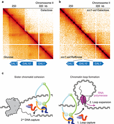 Cohesin chromatin loop formation by an extrinsic motor