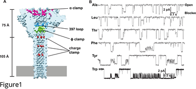 Deep Learning-Based Classification of Peptide Analytes from Single-Channel Nanopore Translocation Events