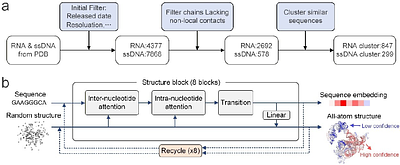 NUMonomer enables accurate and scalable nucleic acid structure prediction from primary sequence alone
