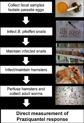 Direct measurement of in vitro response to Praziquantel in Schistosoma mansoni populations from Western Kenya