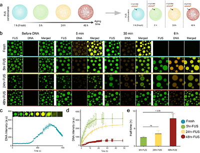 DNA Partitioning Modulates Liquid-to-Solid Transitions and the Internal Microstructure of FUS Condensates