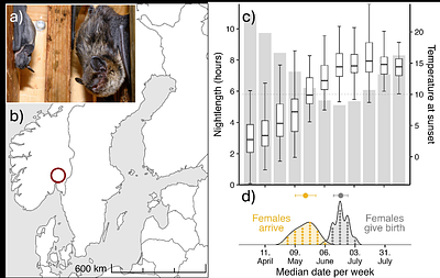 Behavioural changes in female northern bats (Eptesicus nilssonii) across gestation and lactation.