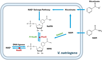β-nicotinamide mononucleotide production in Vibrio natriegens: a preliminary study