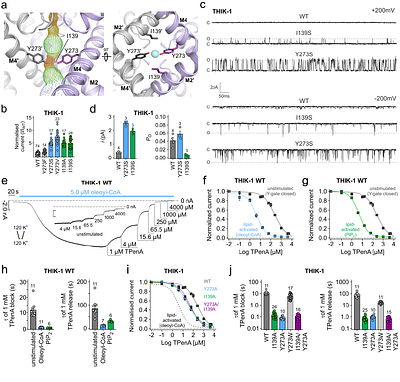 CryoEM Structure of the human THIK-1 K2P K+ Channel Reveals a Lower 'Y-gate' Regulated by Lipids and Anaesthetics