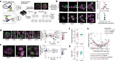Dynamic optimization of extrachromosomal DNA copy number drives tumour evolution
