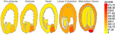 NRAMP2 controls manganese partitioning between seed coat and embryo to regulate seed vigor