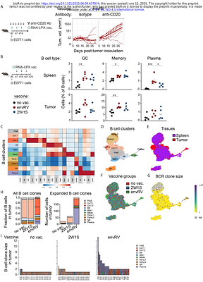 A single MHCII neoepitope mRNA vaccine elicits CD4 T- and B- cell responses promoting endogenous CD8 anti-tumor immunity