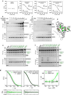 GW182 silencing domain engages the tristetraprolin-binding pocket of CNOT1 to recruit CNOT1 into multiprotein condensates