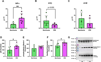 Gestational Chronic Intermittent Hypoxia Triggers Maternal Inflammation and Disrupts Placental Stress Responses