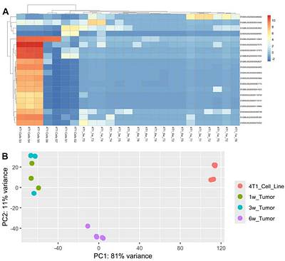 Molecular Phenotypic Plasticity Informs Possible Adaptive Change of Triple-Negative Breast Cancer Cells In Vivo