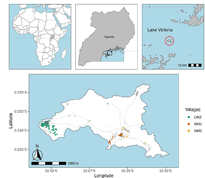 Estimation of adult census size from close-kin dyads in the malaria mosquito Anopheles gambiae
