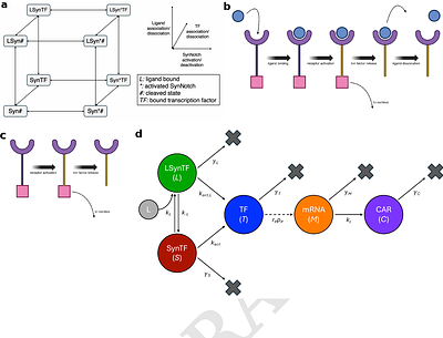 Mathematical modeling and sensitivity analysis of synNotch-CAR T-cells identify engineering targets for dynamic tunability