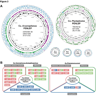 A multi-partner symbiotic community inhabits the emerging pest Pentastiridius leporinus