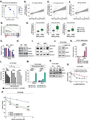 HNF4α controls growth, identity and response to KRAS inhibition of invasive mucinous adenocarcinoma of the lung