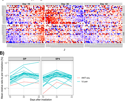 TCR repertoire analysis quantifies effect of irradiation to homeostasis of iNKT cell development in the thymus of mice