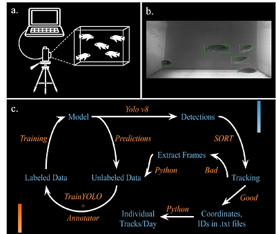 Cryptic and Ecologically Relevant Locomotor Activity Patterns in Lake Malawi Cichlids Revealed Through Computer Vision Pipeline