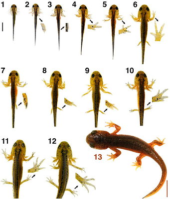 Normal table of post-embryonic larval development for the California newt,  Taricha torosa