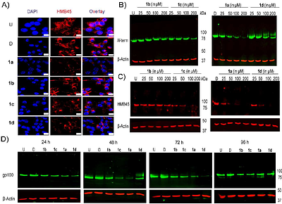 Inhibition of mucin-type O-glycosylation impairs melanogenesis, melanoma growth, and metastatic capacity