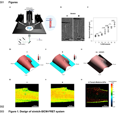 Multimodal mechano-SICM and FRET with stretch for probing cardiomyocyte function.