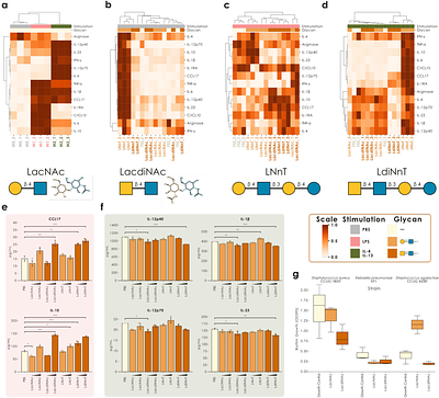 Seal milk oligosaccharides rival human milk complexity and exhibit functional dynamics during lactation