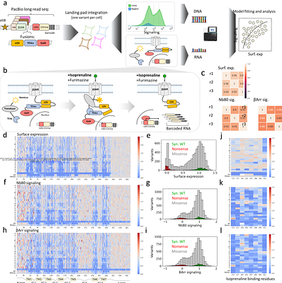 The genetic architecture of G-protein coupled receptor signaling