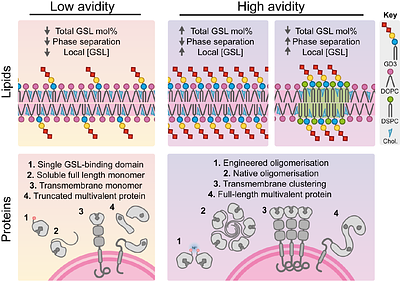 FLiPA: A versatile platform for quantitative analysis of protein-glycosphingolipid interactions