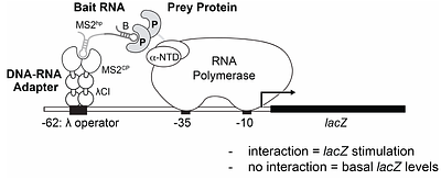 Genetic detection of RNA-protein interactions using a bacterial three-hybrid assay