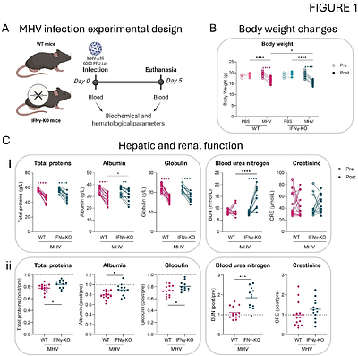 IFNγ at the crossroads of systemic protection and brain vulnerability to coronavirus infection