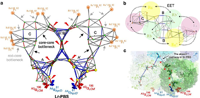 Light-induced structural adaptation of the bundle-shaped phycobilisome from thylakoid-lacking cyanobacterium Gloeobacter violaceus