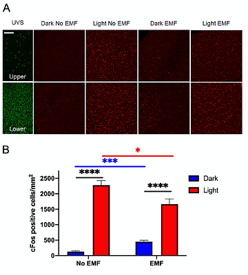 Magnetic Fields Influence Visual Responses in Mice