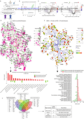 Microbial Scl1 Activates TGFBR1 receptor kinase signalling to Drive Fibrosis-Inflammation Axis in Alcohol-Associated Liver Disease