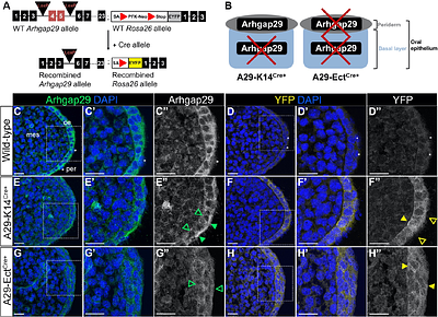The ectodermal loss of ARHGAP29 alters epithelial morphology and organization and disrupts murine palatal development