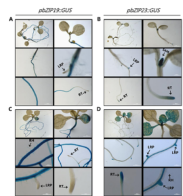 Expression patterns of Arabidopsis bZIP19 and bZIP23 elucidate their individual contribution to the regulation of the Zn deficiency response