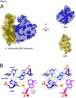 Structural evidence for metal ion catalysis in the ribosome