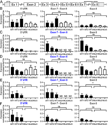 Genetic compensation in podocalyxin-like mutants during zebrafish liver development