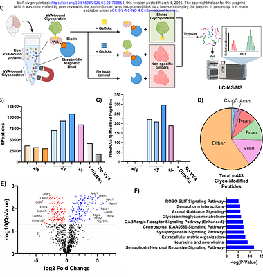 Disrupted O-GalNAc glycosylation as a mechanism and biomarker of SLC35A2-associated epilepsy