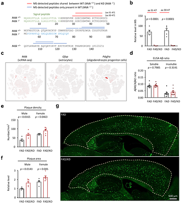 Midkine Attenuates Aβ Fibril Assembly and Amyloid Plaque Formation