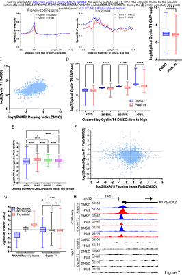 Inhibition of SF3B1 affects recruitment of P-TEFb to chromatin through multiple mechanisms