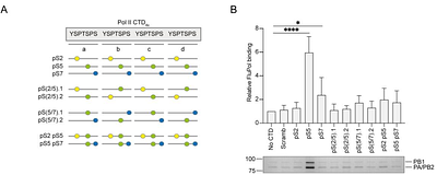 Structural and functional characterisation of the interaction between the influenza A virus RNA polymerase and the CTD of host RNA Polymerase II